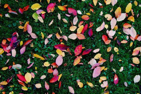 Bunte Blätter im Gras - GFK-Vertiefungswochenende