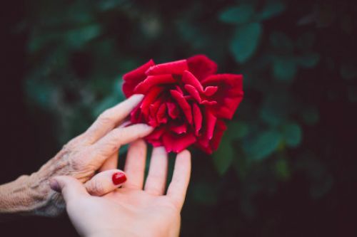 Zwei Hände und Rose - GFK-Übungsabende Miteinander